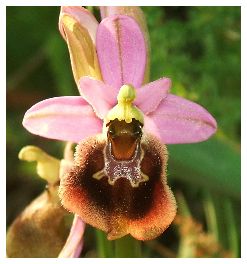 Ophrys Tenthredinifera......